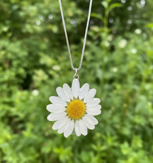 MARGERITT øredobber, 925 sølv ørekroker, ekte tørkede blomster - KNASK