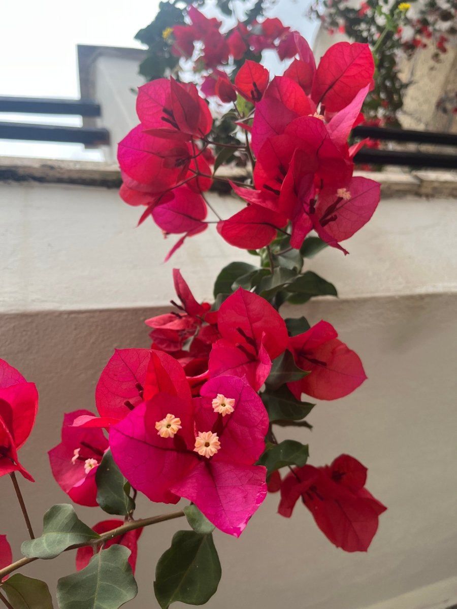 RØD TRILLINGBLOMST øredobber, 925 sølv ørekroker, creoler eller klips - Øredobber KNASK