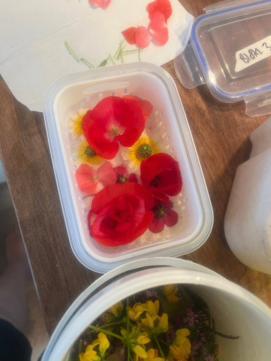 RØDE VALMUER - KNASK