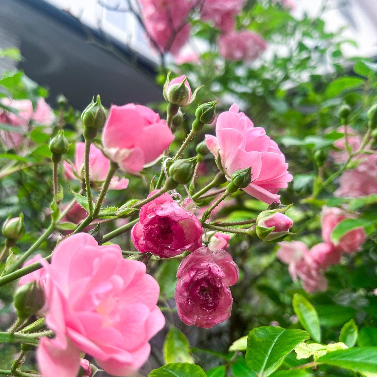 ROSA BUSKROSER øredobber, 3D-tørkede blomster, 925 sølv - KNASK