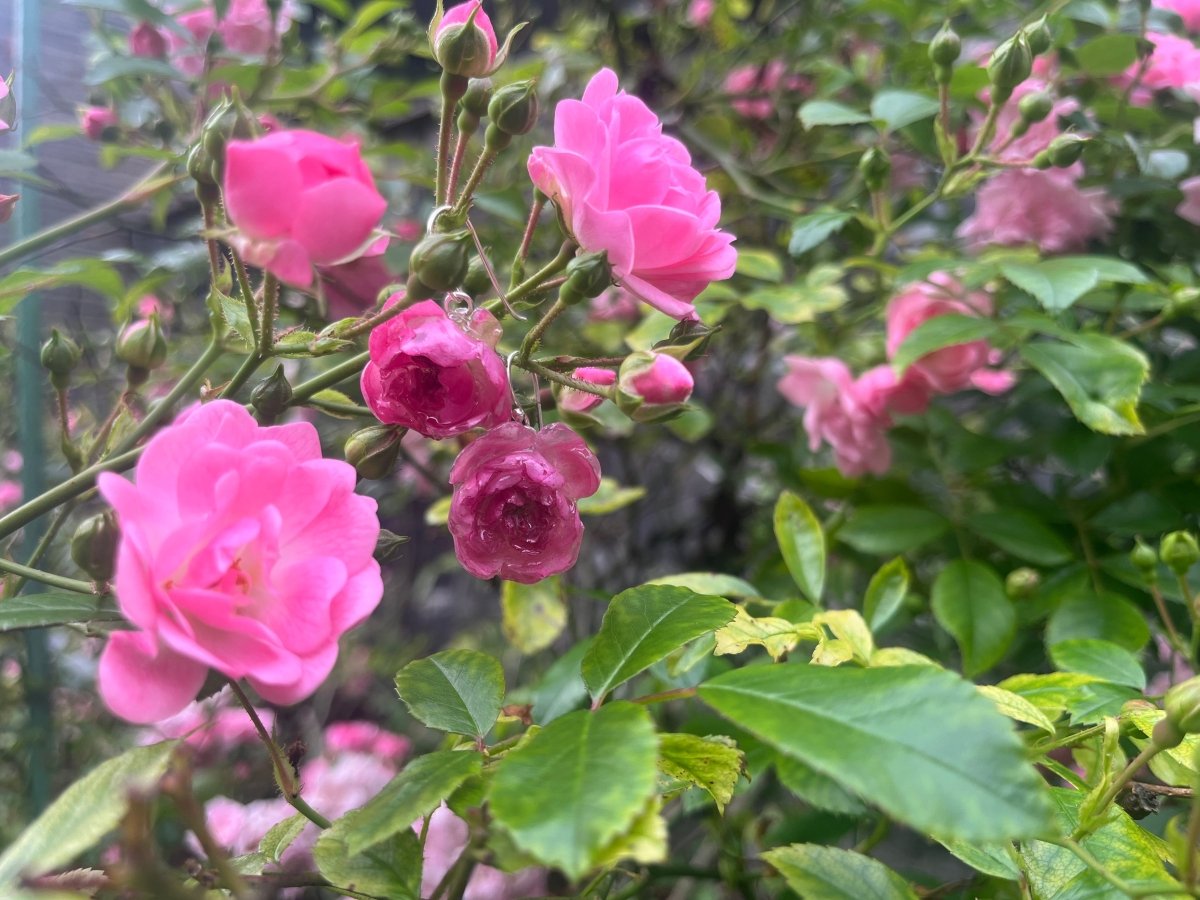 ROSA BUSKROSER øredobber, 3D - tørkede blomster, 925 sølv - Øredobber KNASK
