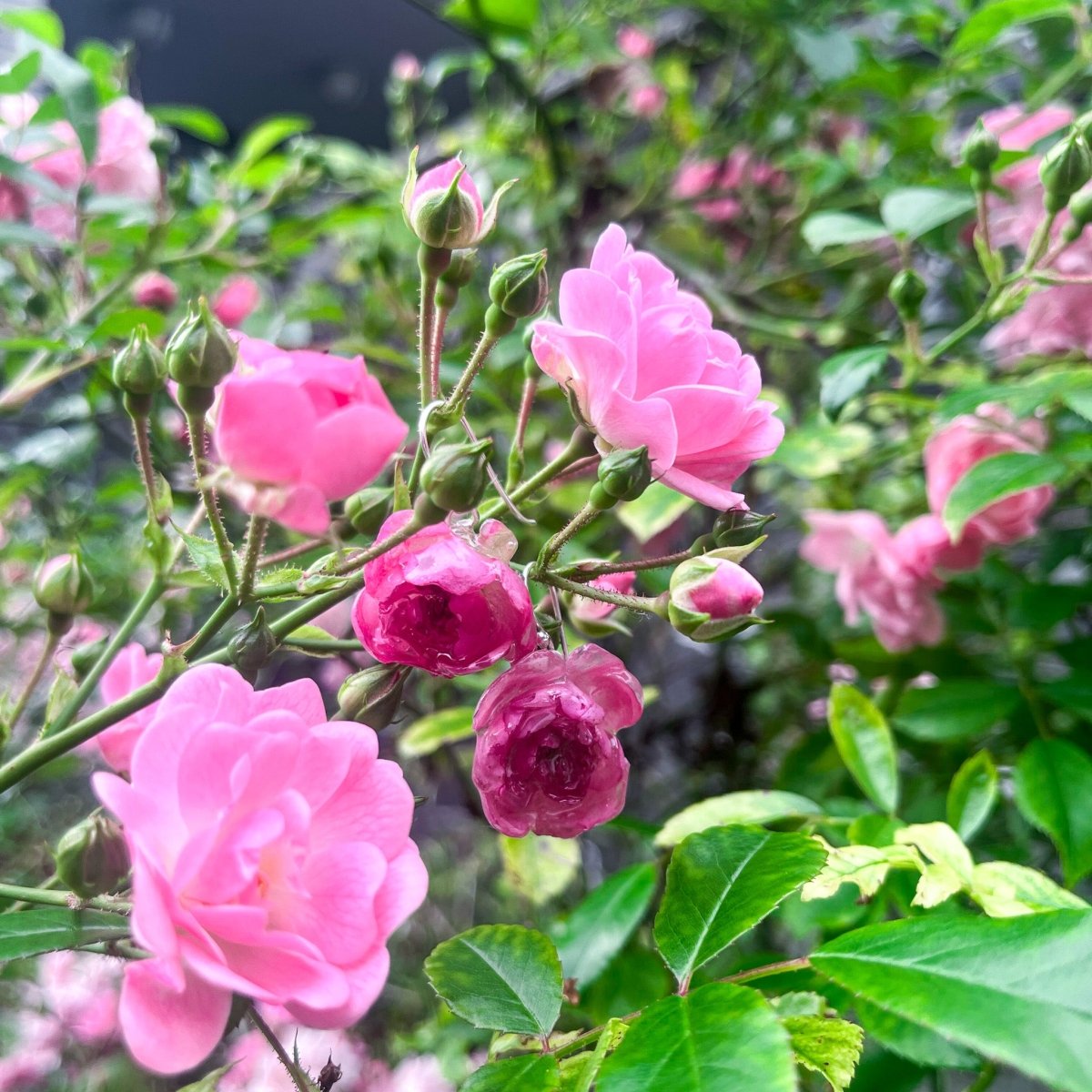 ROSA BUSKROSER øredobber, 3D - tørkede blomster, 925 sølv - Øredobber KNASK