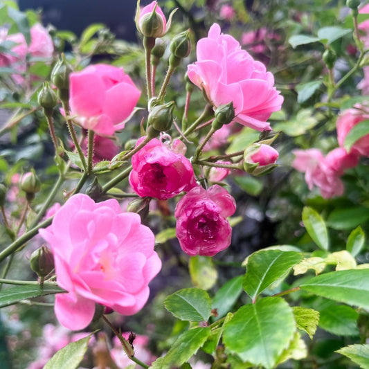 ROSA BUSKROSER øredobber, 3D-tørkede blomster, 925 sølv - KNASK