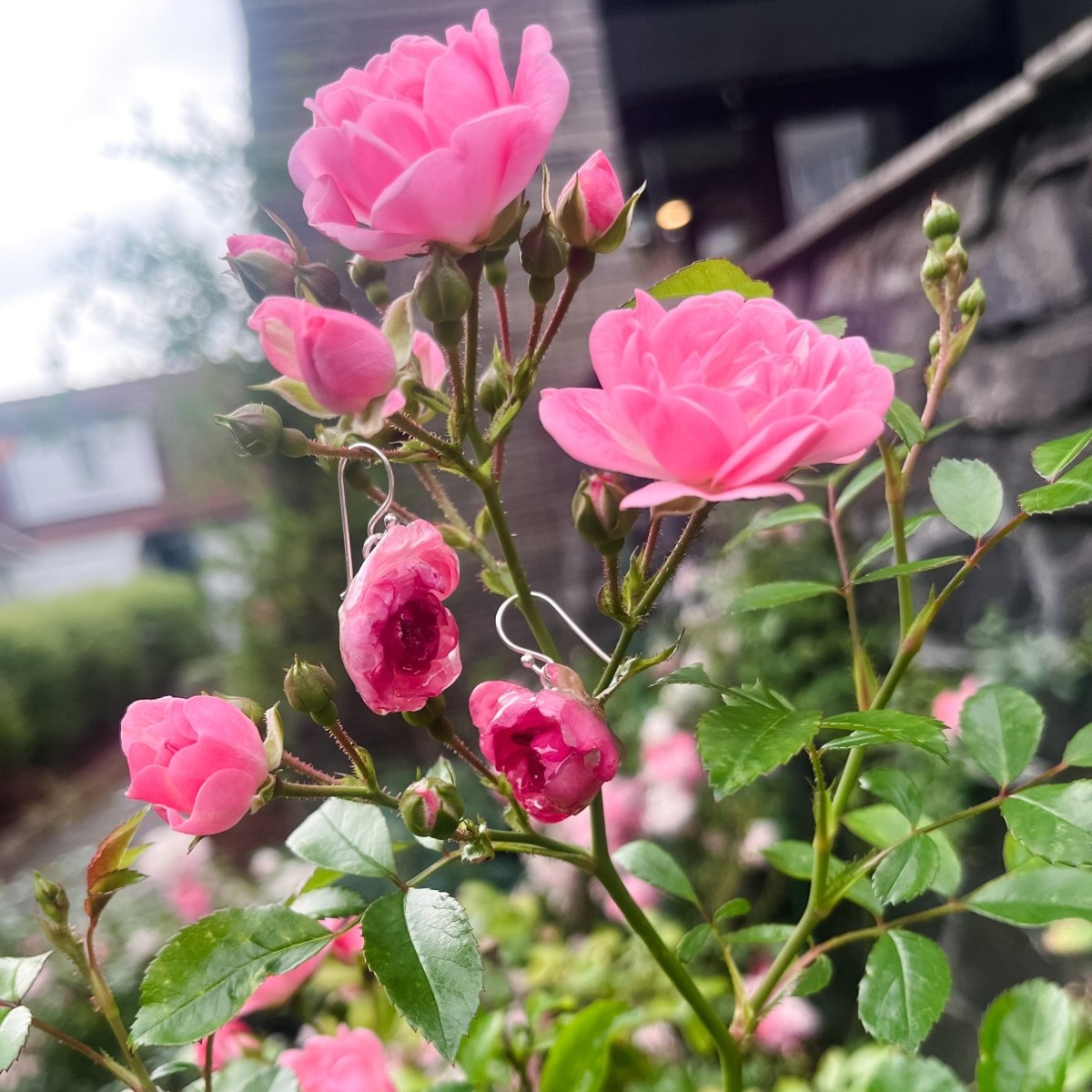 ROSA BUSKROSER øredobber, 3D - tørkede blomster, 925 sølv - Øredobber KNASK