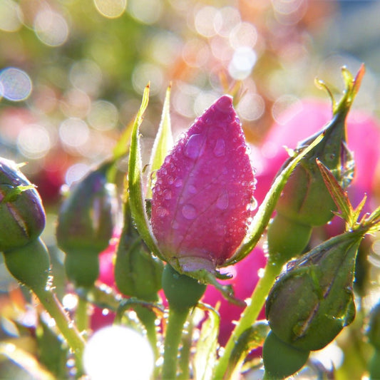 ROSA ROSEKNOPPER øredobber, 925 sølv, ekte tørkede blomster - KNASK
