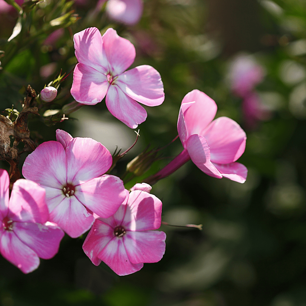 Rosa høstfloks øredobber, 3D sølv - Øredobber KNASK