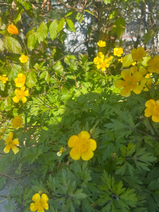 SMØRBLOMST øredobber 3D-tørkede blomster, 925 sølv - KNASK