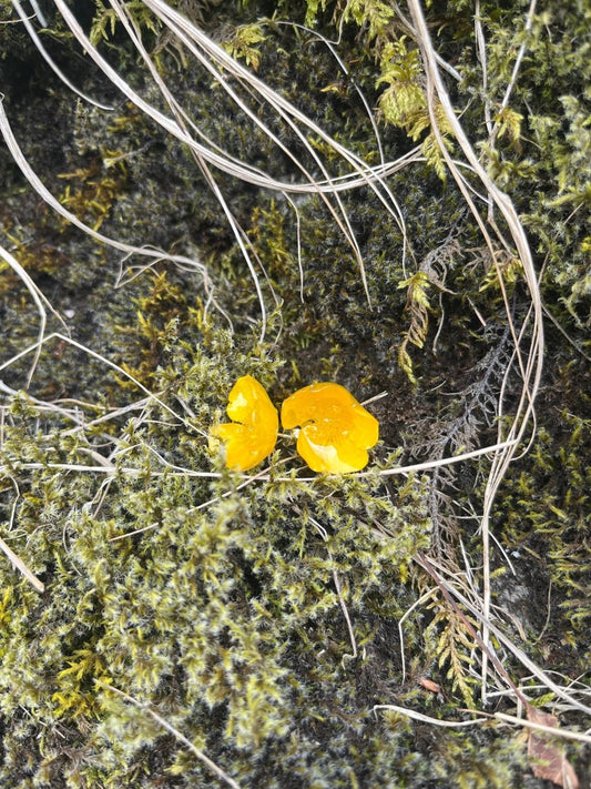 SMØRBLOMST øredobber 3D, sølv ørestift med lås, ekte tørkede blomster - KNASK