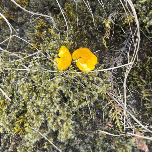 SMØRBLOMST øredobber 3D, sølv ørestift med lås, ekte tørkede blomster - KNASK