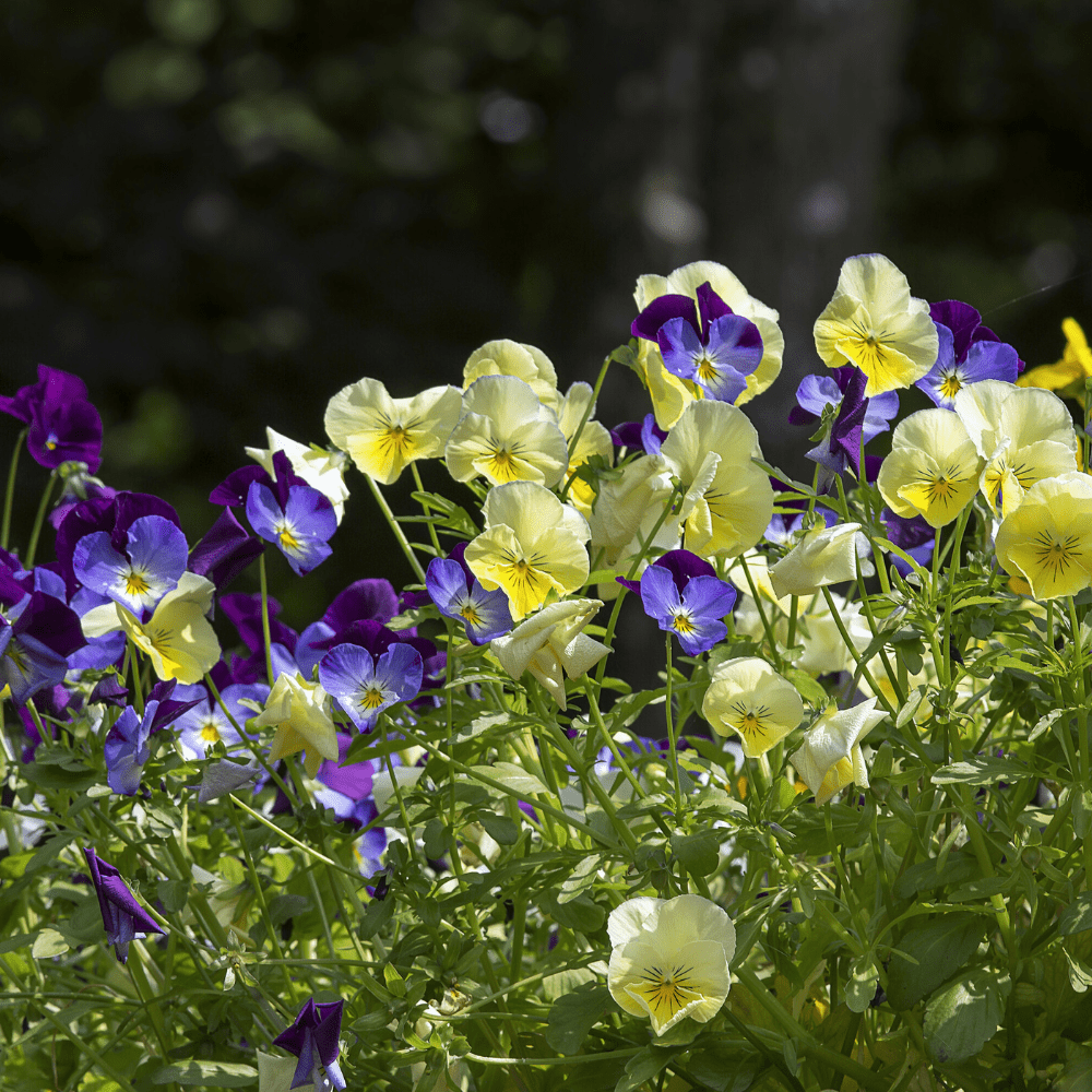 SMØRGULE FIOLER øredobber, ekte stemorsblomst, ørestift med lås - Øredobber KNASK
