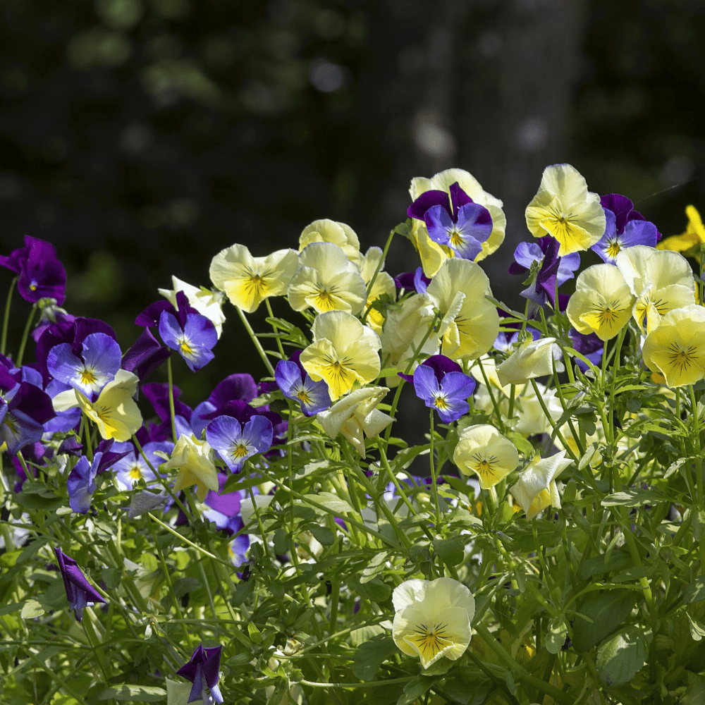 SMØRGULE FIOLER øredobber, ekte stemorsblomst, ørestift med lås - Øredobber KNASK