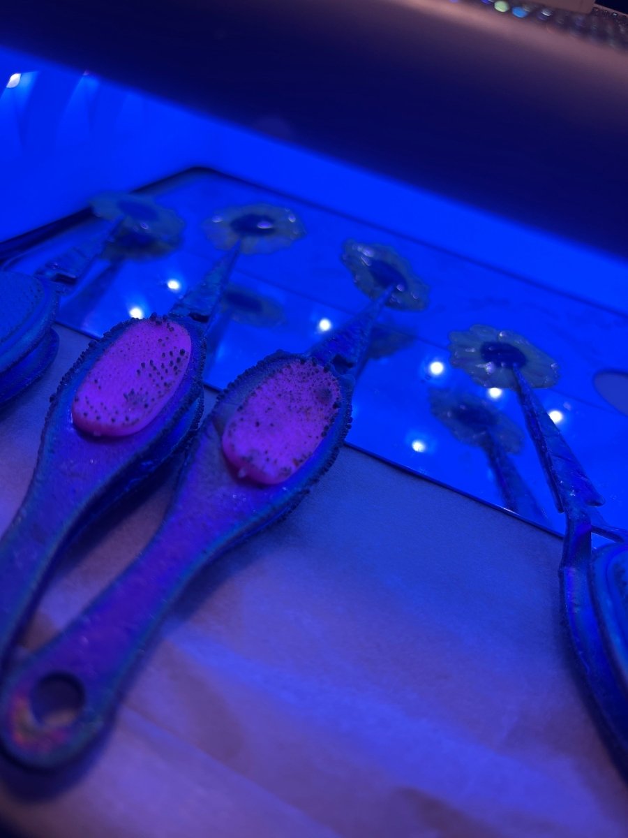 SOLLYKKE ring - ekte tørket blomst, justerbar - Ringer KNASK