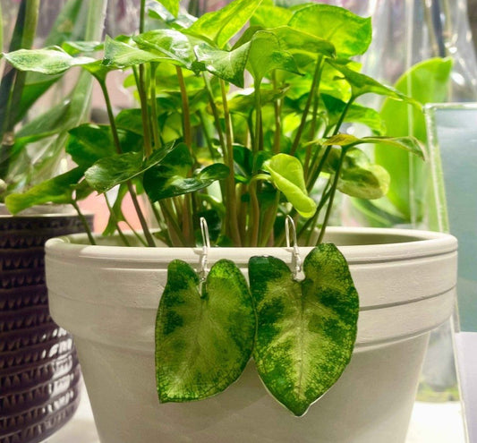 Syngonium pixie øredobber, 925 sølv planteøredobber - KNASK