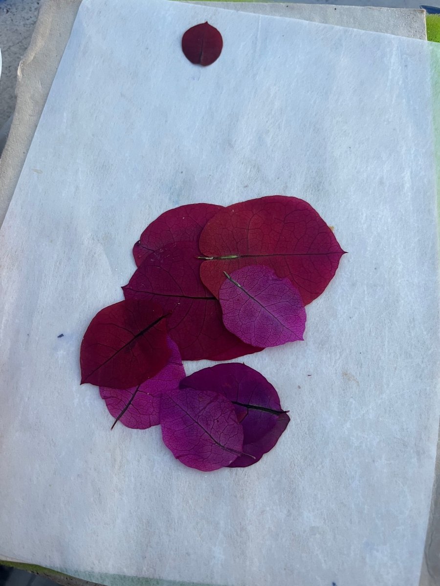TRILLINGBLOMST - KNASK