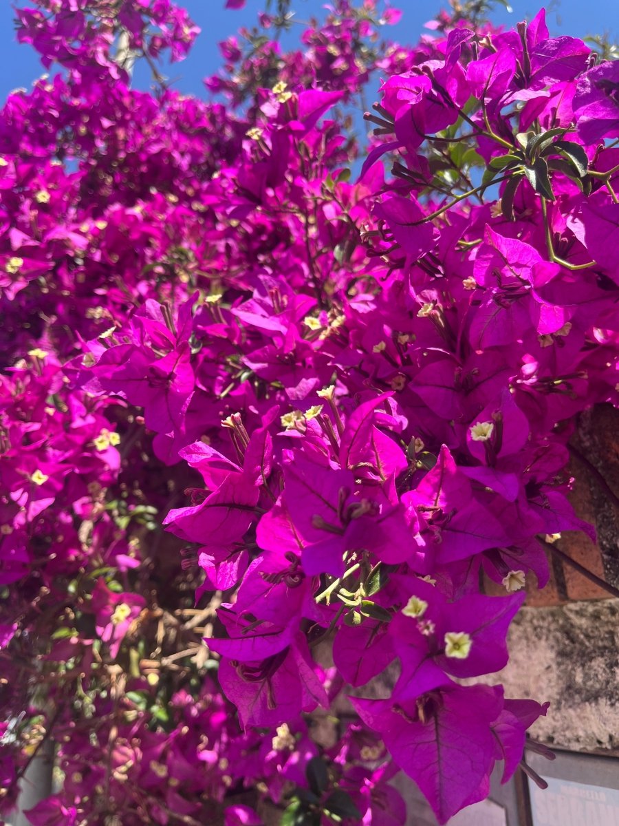 TRILLINGBLOMST - KNASK