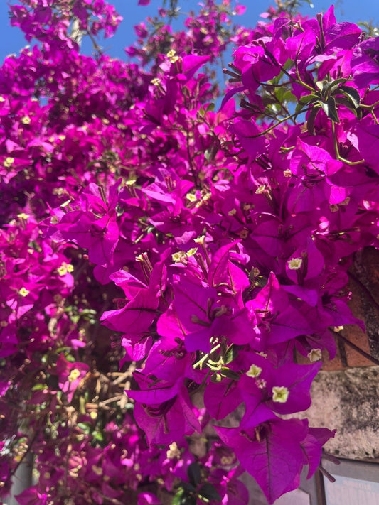 ROSA TRILLINGBLOMST øredobber - KNASK