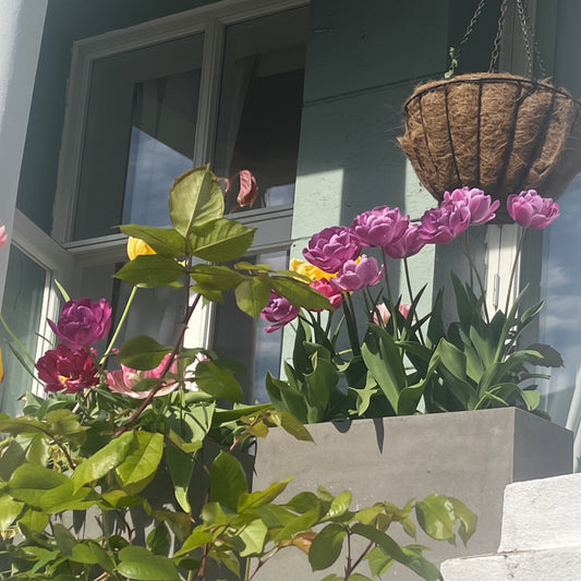 TULIPAN 3D vinstopper, ekte tørket blomst - KNASK