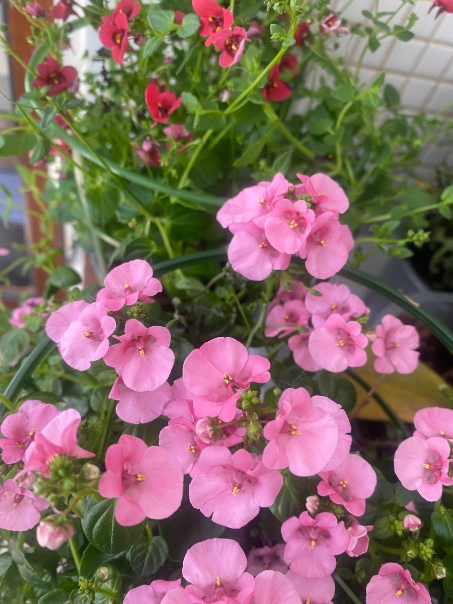 TVILLINGBLOMST øredobber, 925 sølv ørekroker - Øredobber KNASK