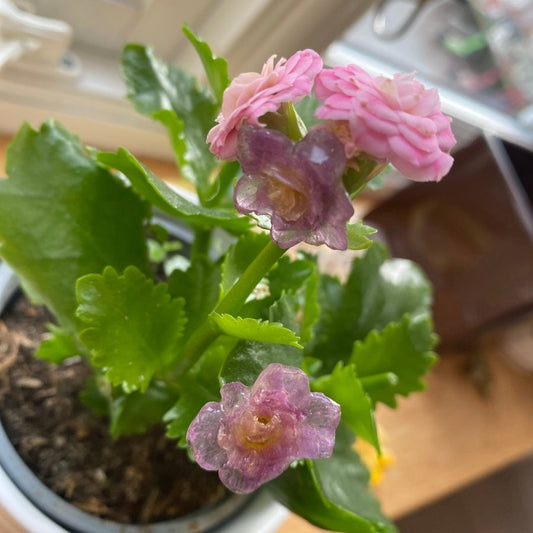 ILDTOPP øredobber, ørestift med lås, kirurgisk stål - KNASK