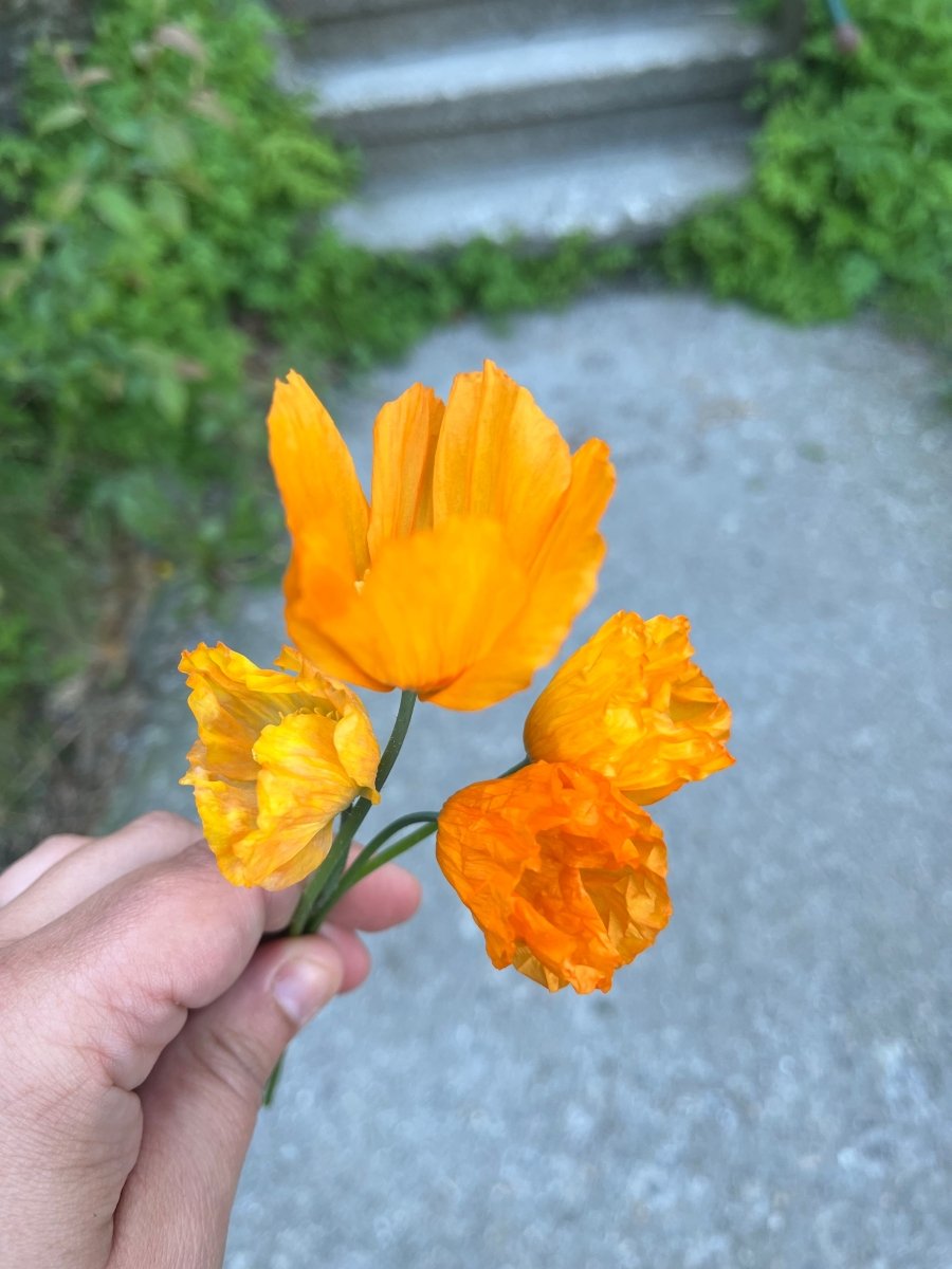 VALMUER øredobber, 3D - tørkede blomster, 925 sølv - Øredobber KNASK