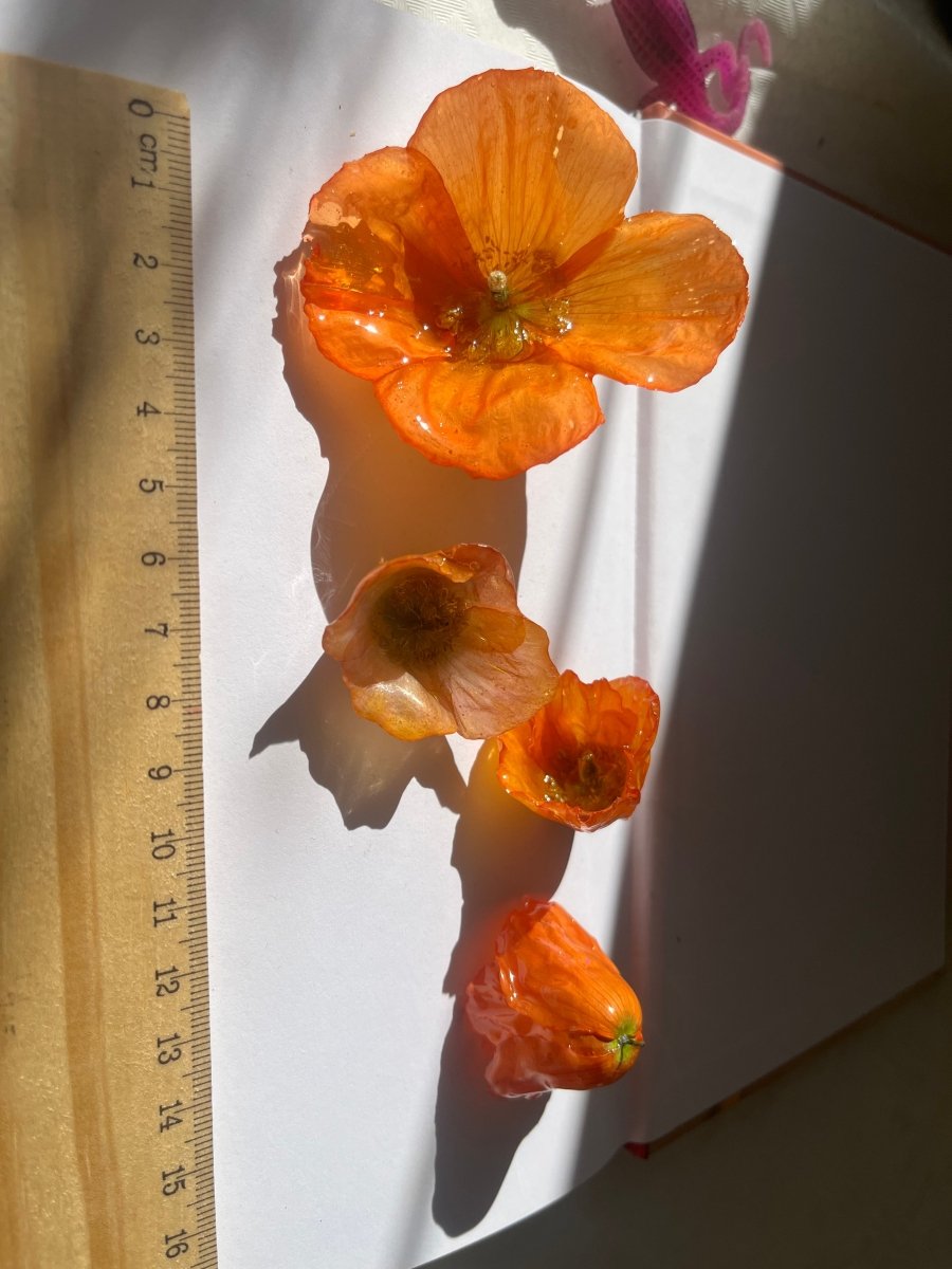 VALMUER øredobber, 3D - tørkede blomster, 925 sølv - Øredobber KNASK