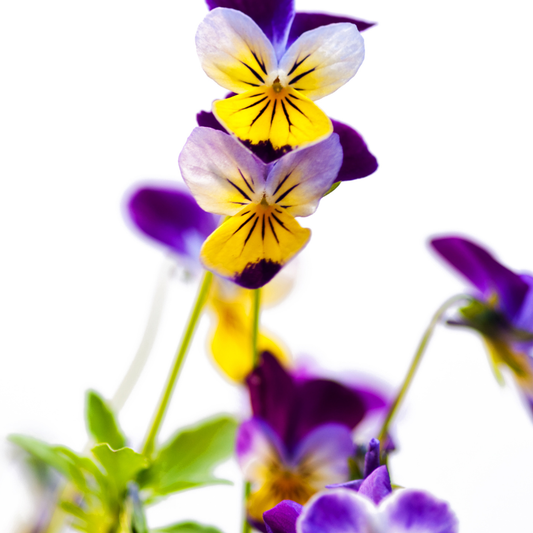 VIOLA TRICOLOR øredobber - ekte tørkede blomster - stemorsblomst - Øredobber KNASK