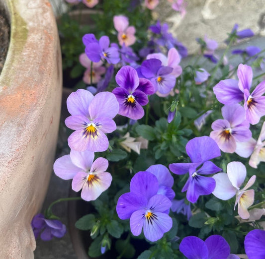 VIOLETTA blomstersmykke, ekte stemorsblomst Viola tricolor, 925 sølv ørekroker - KNASK