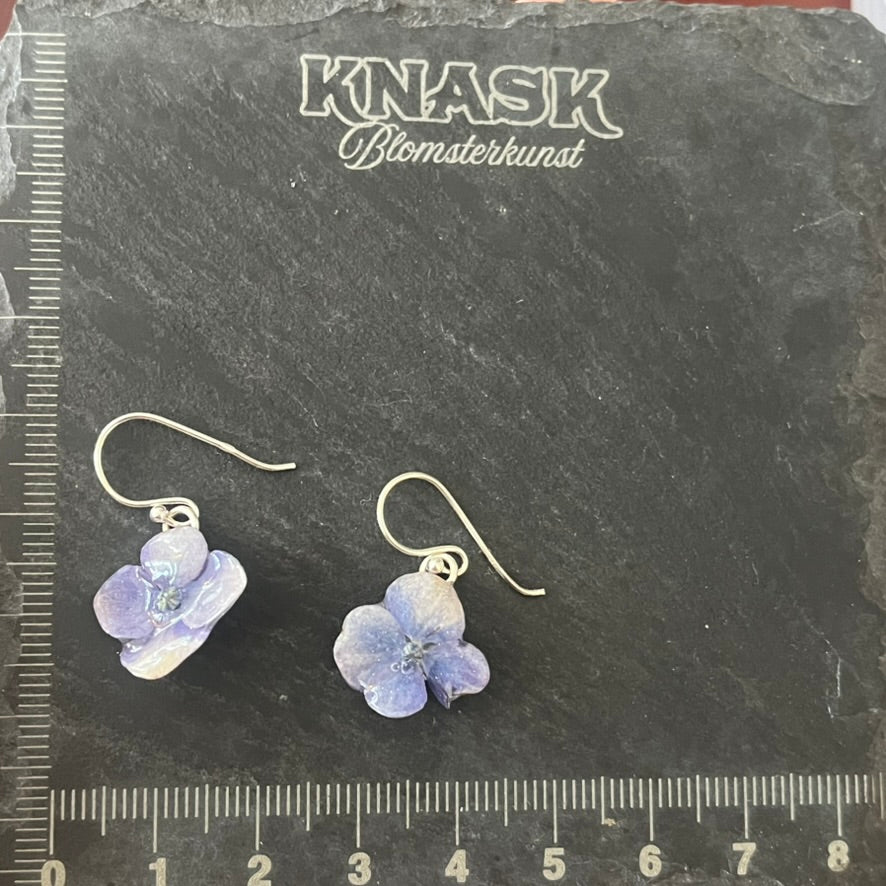 HIMMELBLÅ MINI HORTENSIA øredobber - ekte tørkede blomster, sølv