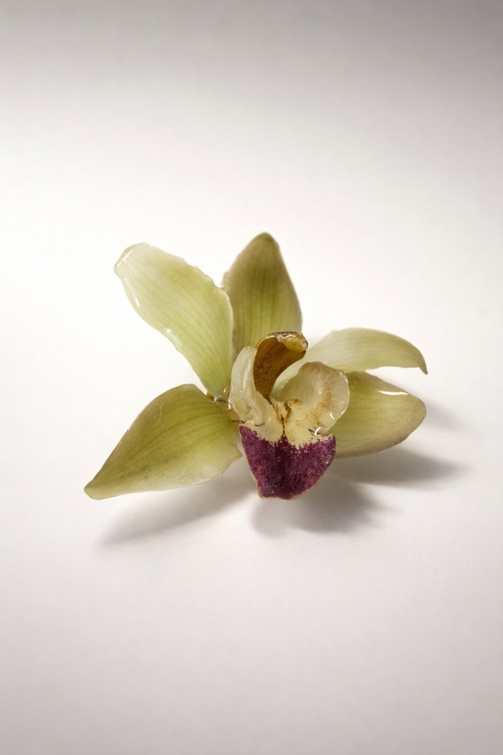 CYMBIDIUM hårspenne