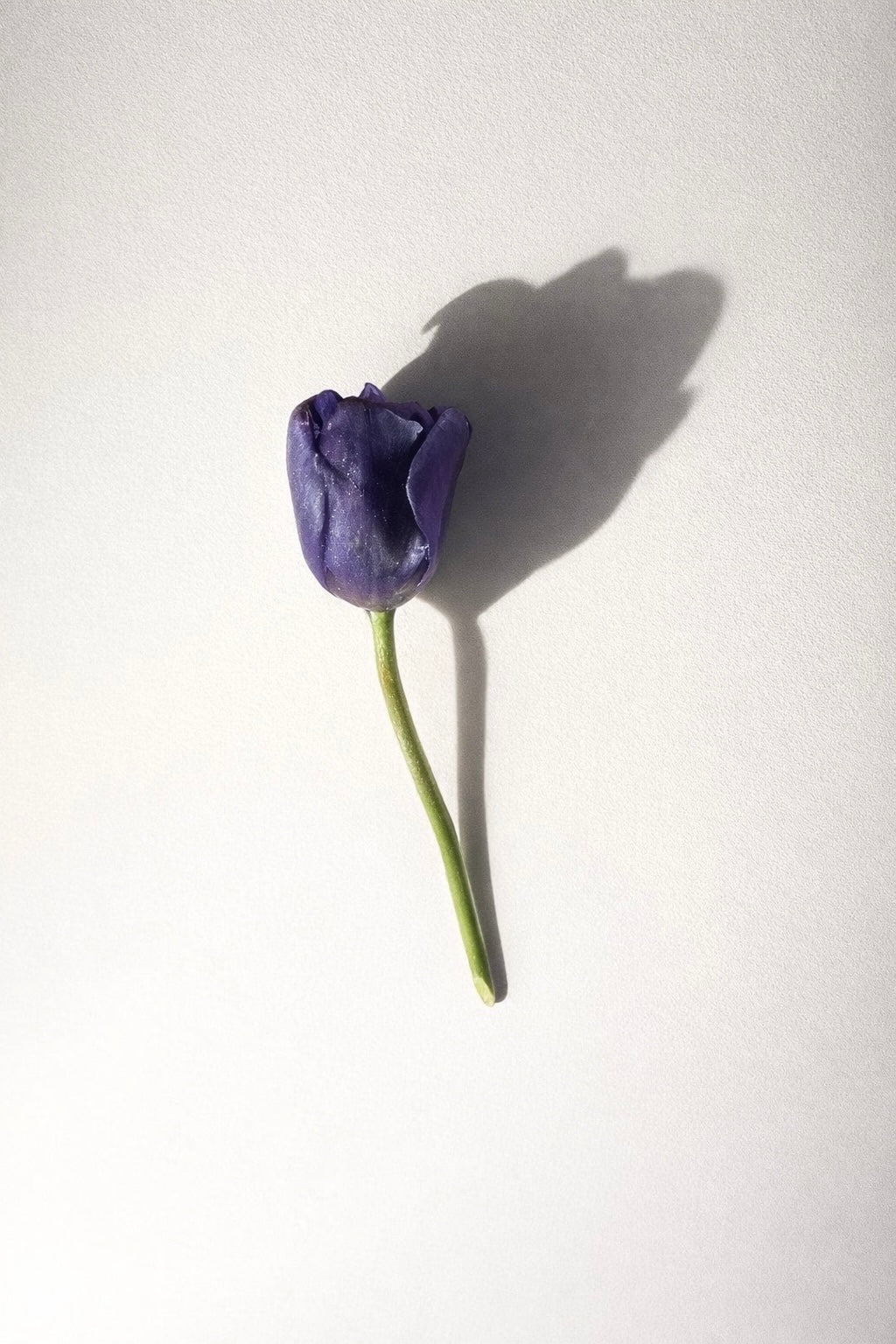 TULIPAN hårpynt - ekte tørket tulipan