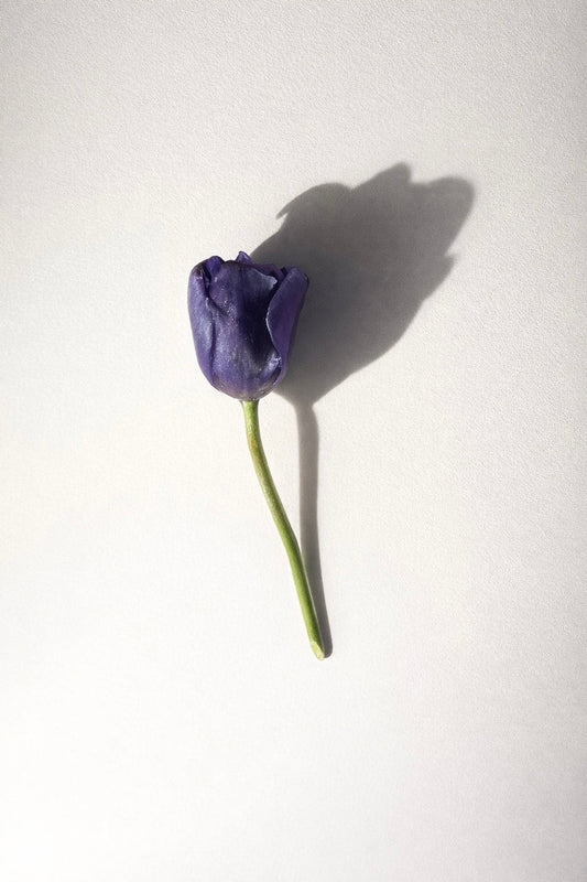 TULIPAN hårpynt - ekte tørket tulipan