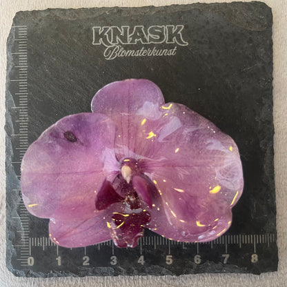 EROTISK ORKIDÉ smykke - ekte tørket blomst