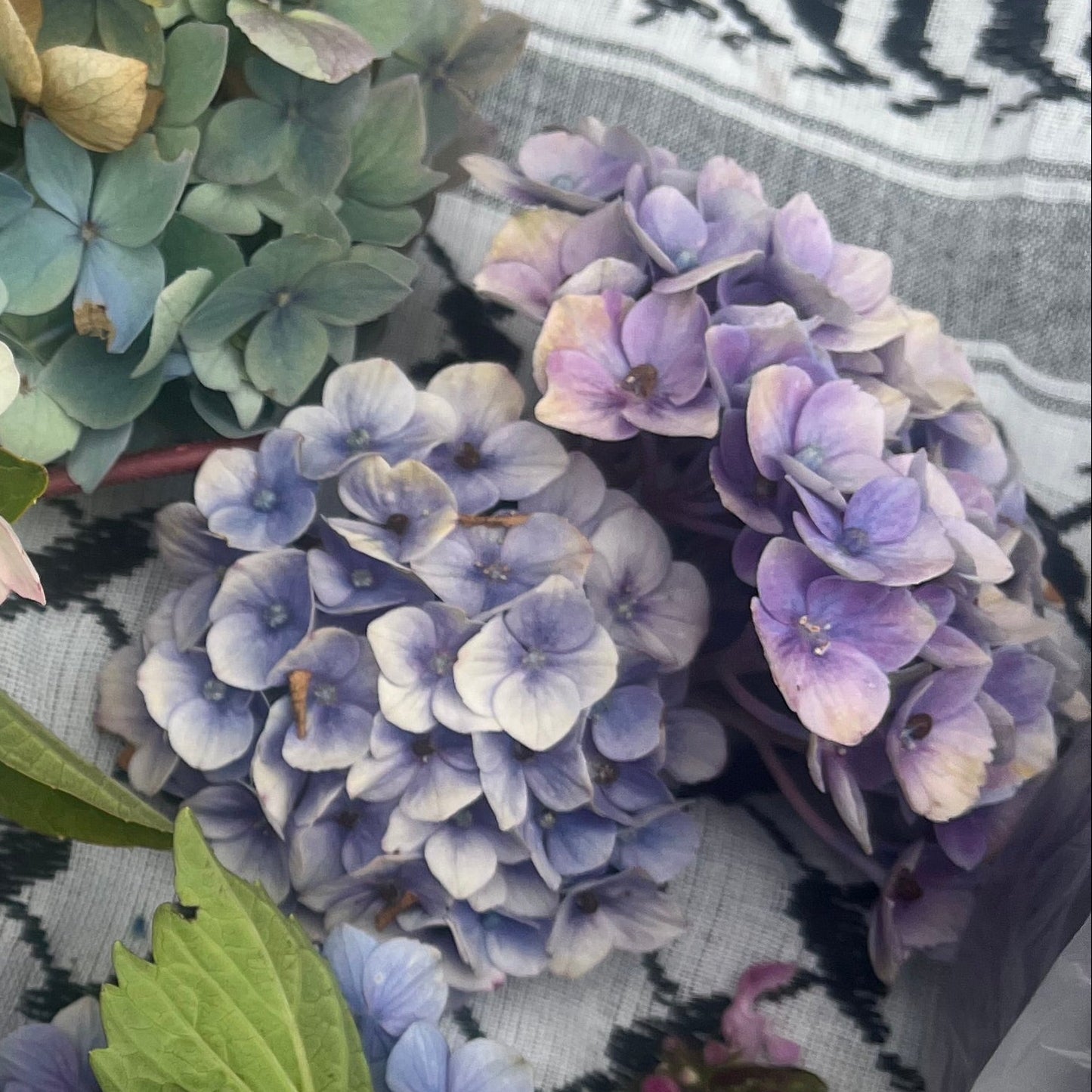 MINI HORTENSIA øredobber - ekte tørkede blomster, sølv ørestikker
