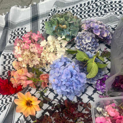 MINI HORTENSIA øredobber - ekte tørkede blomster, sølv ørestikker