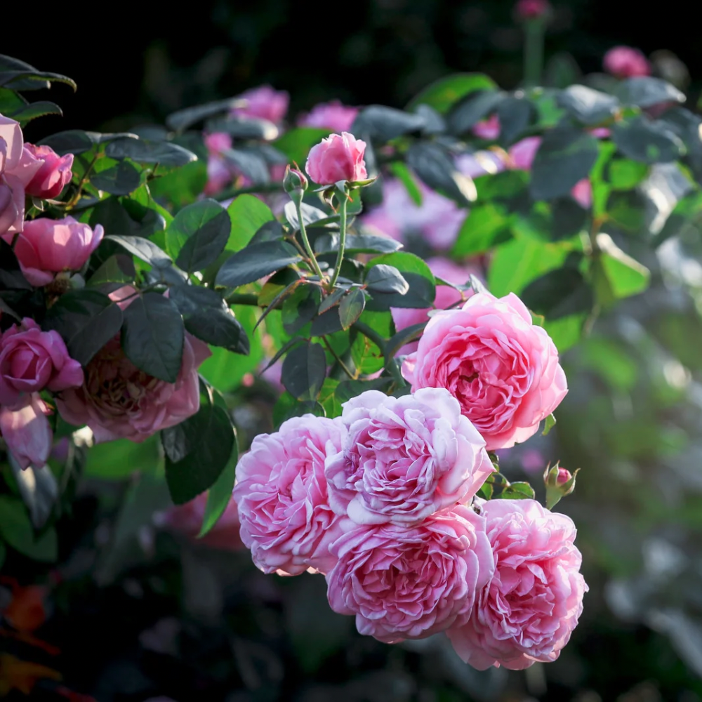 ROSA BUSKROSE smykke - ekte tørket blomst