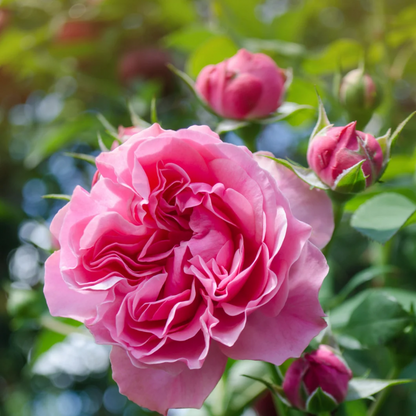 ROSA BUSKROSE smykke - ekte tørket blomst