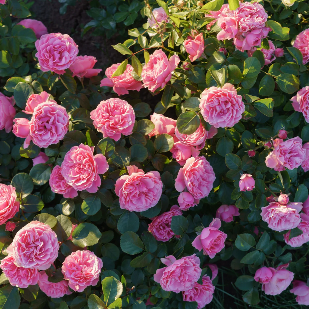 ROSA BUSKROSE smykke - ekte tørket blomst