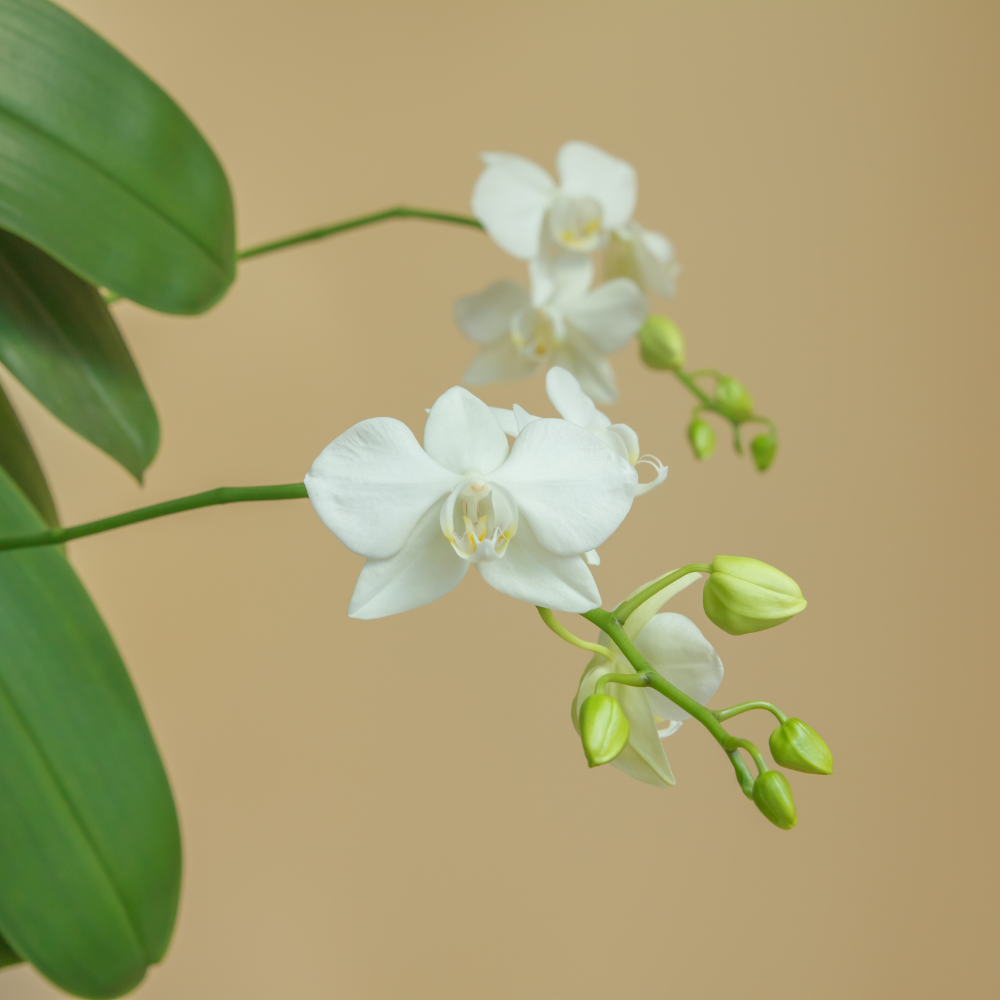 MINIATYR ORKIDÉ smykke - ekte tørket blomst