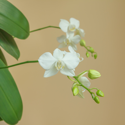 MINIATYR ORKIDÉ smykke - ekte tørket blomst