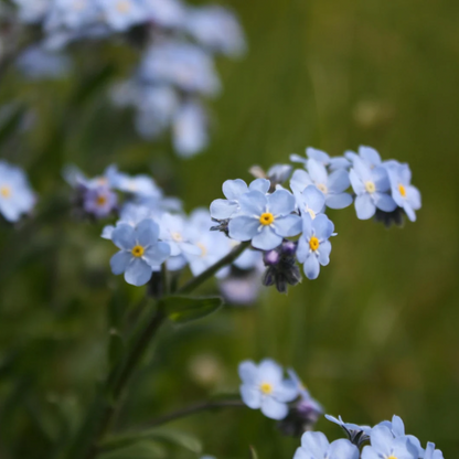 FORGLEMMEGEI øredobber - ekte tørkede blomster