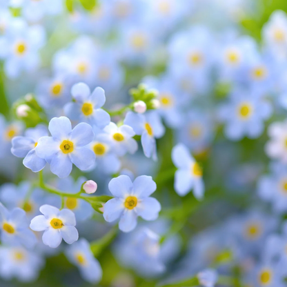 FORGLEMMEGEI øredobber - ekte tørkede blomster