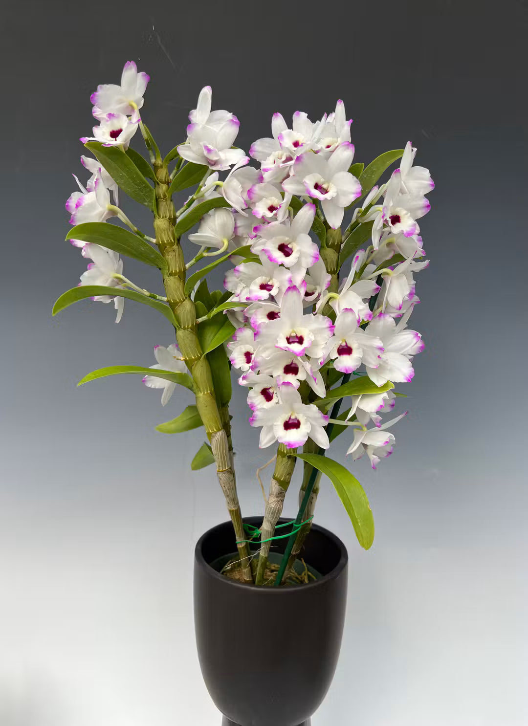 PERLEMOR ORKIDÉ smykke - ekte tørket blomster, Dendrobinium orkidé