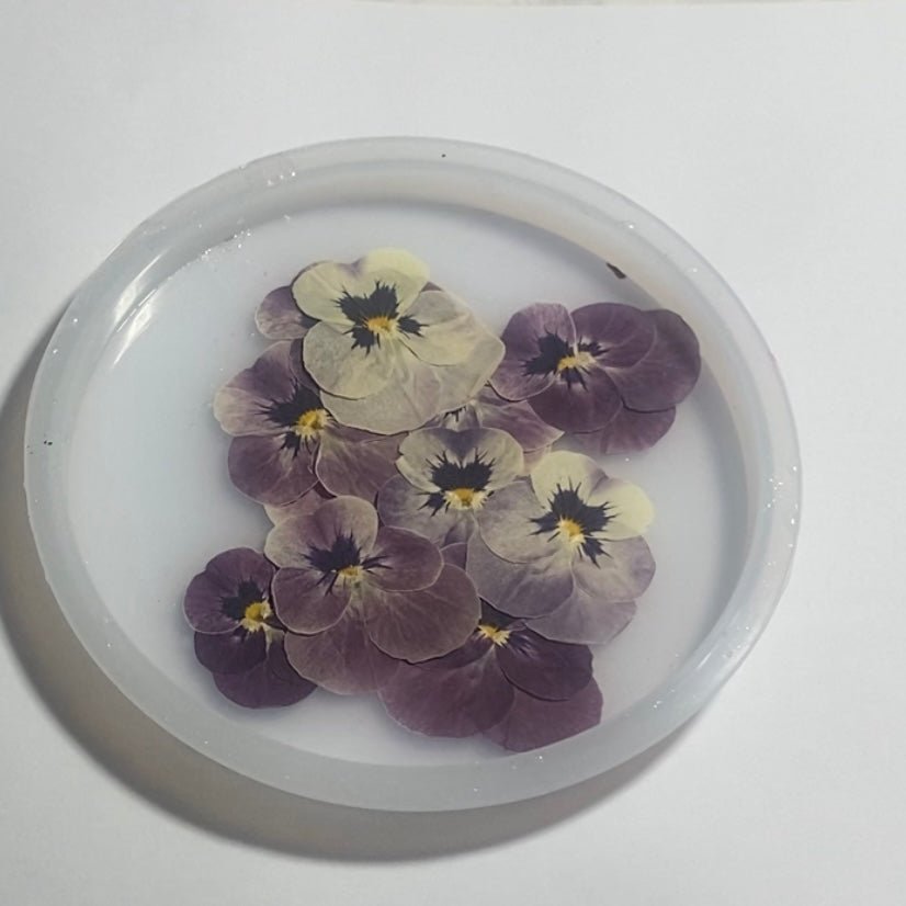 ÅRETS STEMORSBLOMSTER - KNASK
