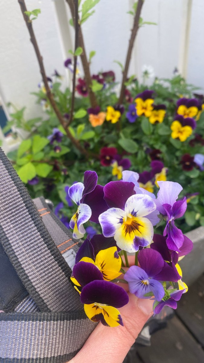 Årets stemorsblomster - KNASK