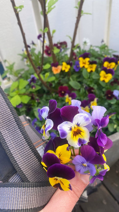 Årets stemorsblomster - KNASK