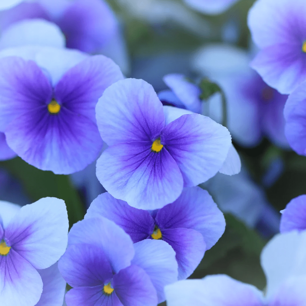 ÅSE FIOL blomstersmykke, 3D - tørket stemorsblomst, 925 sølvkjede - Smykke KNASK