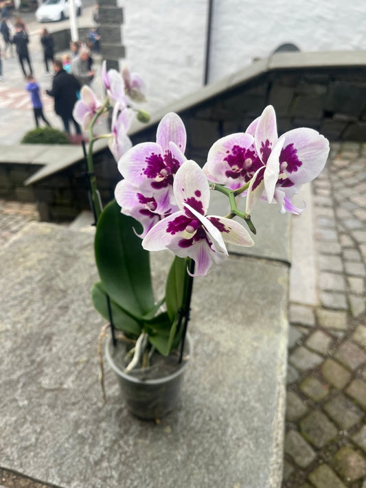 ATELIER FLORA ORKIDÉ - KNASK