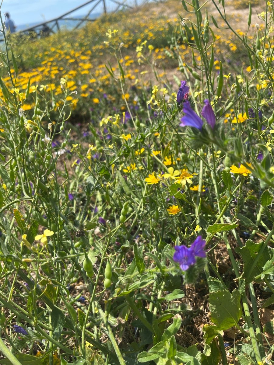 BLÅ ANZIO - KLOKKER øredobber, 3D - tørkede blomster, sølv ørekroker - Øredobber KNASK