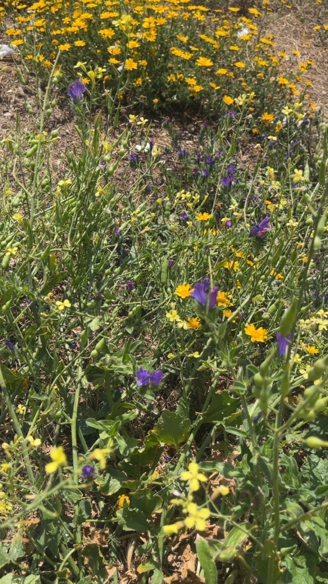 BLÅ ANZIO - KLOKKER øredobber, 3D - tørkede blomster, sølv ørekroker - Øredobber KNASK
