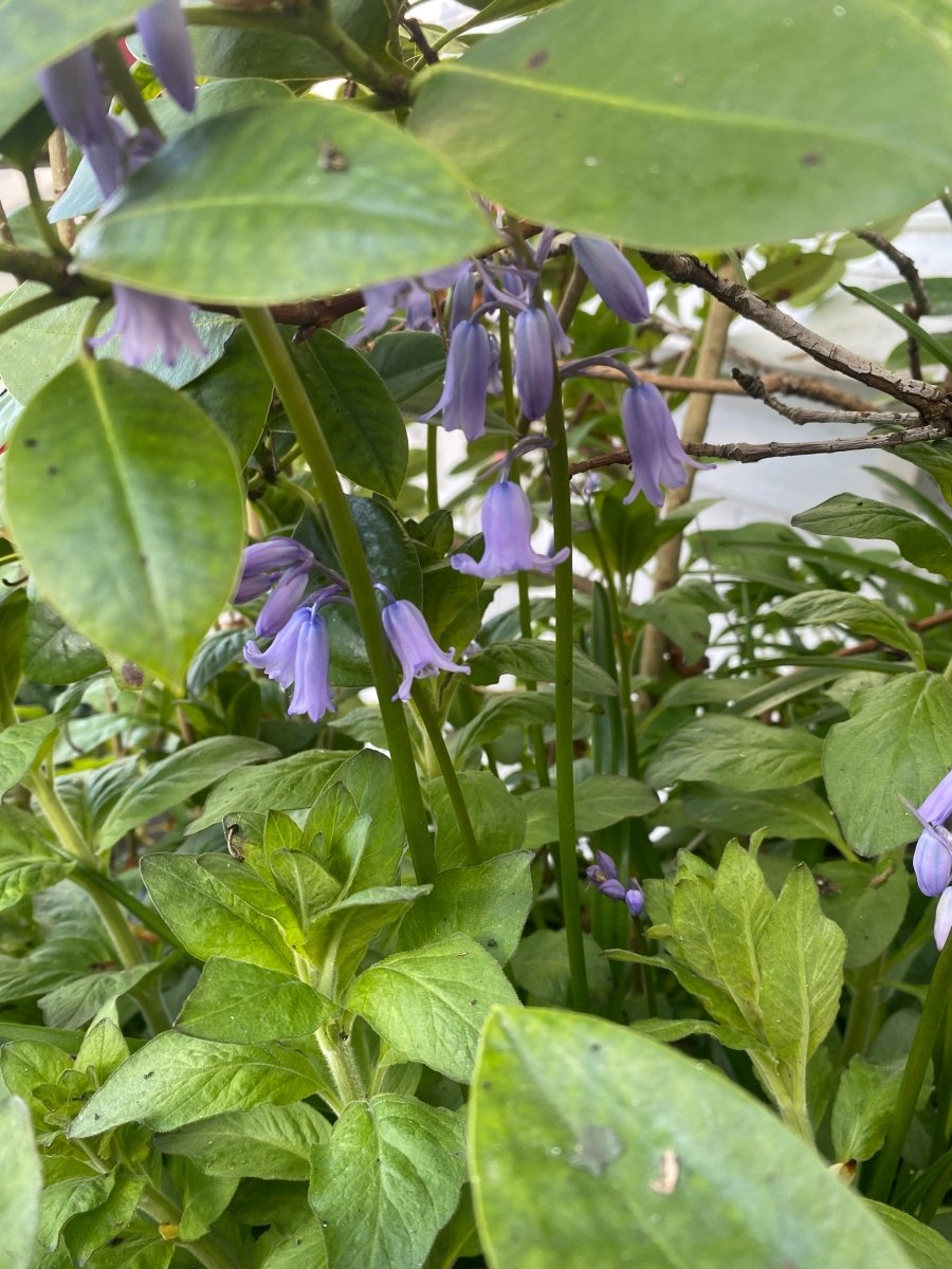BLÅ KLOKKER øredobber, 3D - tørkede blomster, sølv ørekroker - Øredobber KNASK